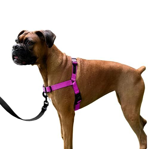 Gentle Leader For Dogs ShawnCo Dream Walk No-Pull Dog Harness