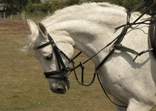 Rhinegold 5 Point Breastplate Cob Black .