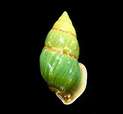 LAND SNAIL, SHELL - Amphidromus heinrichhuberi- RARE, 56.3MM, VIETNAM