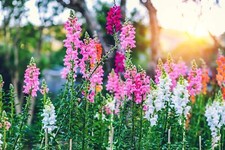250+ Snapdragon Seeds for Planting | Exotic Garden Flowers | Made in USA, Ships