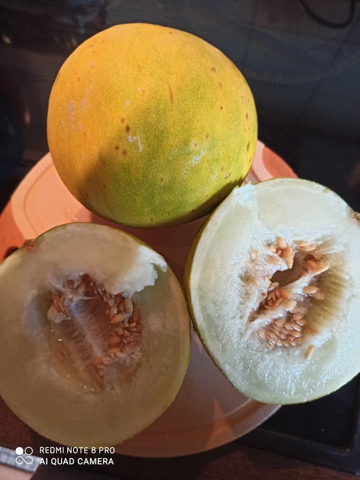 Limetto Melone  zitronig- fruchtig " NEUE SORTE " Saatgut Melonen Samen - Bild 4 von 4