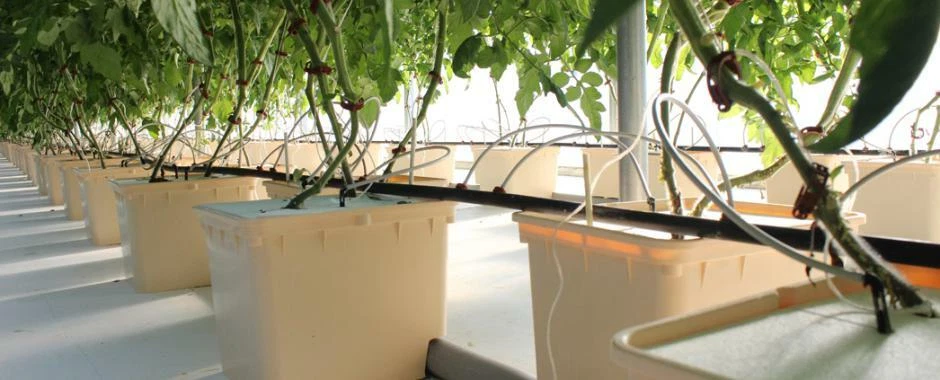 Dutch Buckets Pot Drip Growing Kit DWC Bato Bucket Hydroponic Complete System - image 3 of 4