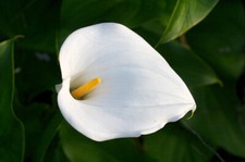 White Zantedeschia - AETHIOPICA - Perennial Calla Lily Plant BULB