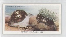 1938 Wills The Sea-Shore Tobacco Beadlet Sea-Anemones #41 1m8