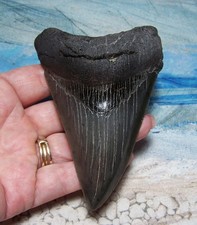 MEGALODON Shark Tooth 4 1/16