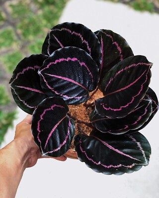 8000AZ Calathea Black Lipstick Plants Indoor 2 Samen Seeds Zaden | eBay.de