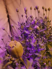 TRUE Galania Izmir Afghan Special Poppy Seeds 1500 Count Indoor/Outdoor