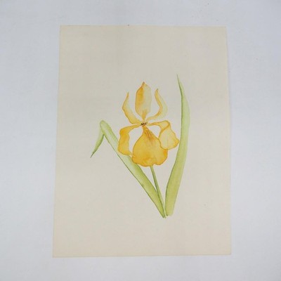 Watercolor Painting Yellow Iris Still Life Colorful