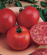 Tomato Early Boy Bush  250 seeds