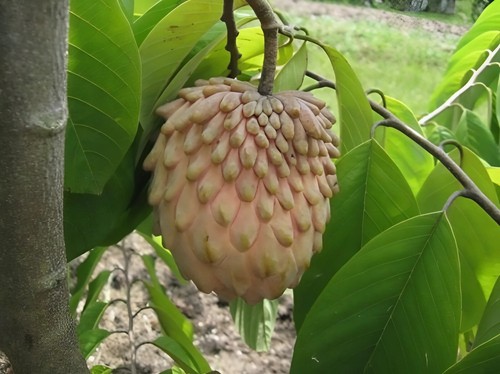 Atemoya Lisa Grafted Tree - 2 Ft Tall - Ship in 3 Gal Pot - Sweet & Juicy Fruit