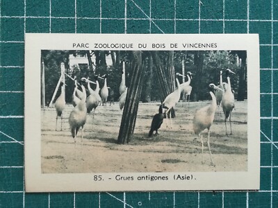 Vr284 Chrom Zoo Vincennes Zoo Nr. 85 Vogel Kran Antigone Asien