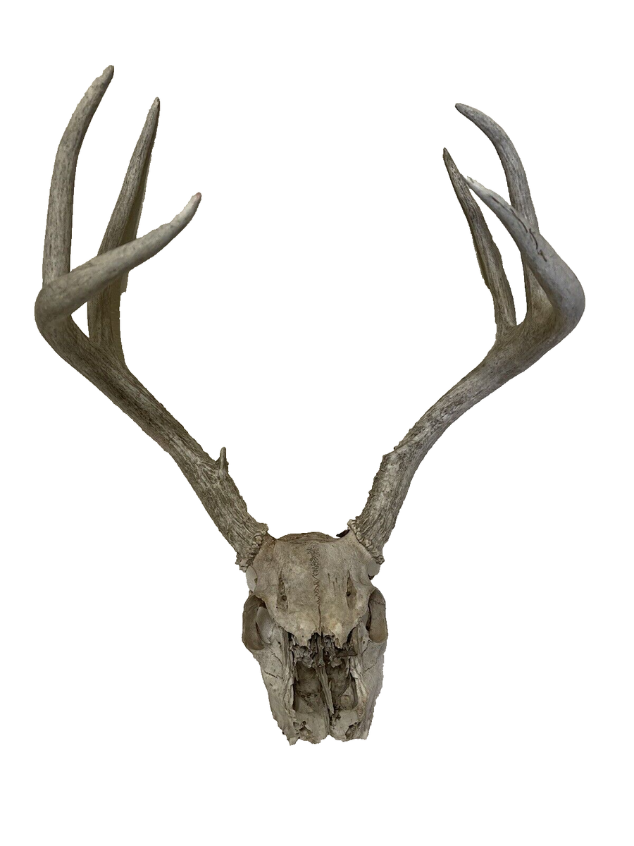 Whitetail Deer Antler Skull Nice 6 Point Tall Basket Rack Deer | eBay