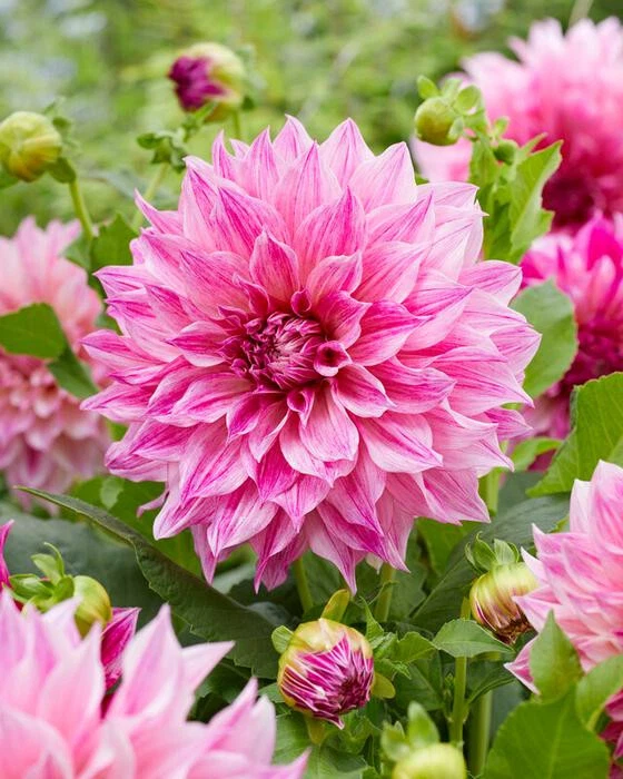40+ Seeds| Smooches Dahlia Perennial Seeds - Buy 3 Get 1 Free#D072