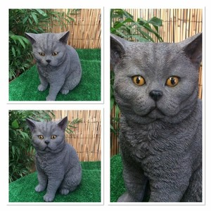 british shorthair outdoor cat