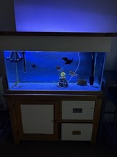 Large fish tank with Fluval FX6 filter, LED light, heater, air pump, and 5 Fish