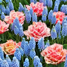 Easy to Grow Muscari & Tulip Baby Shower Blend Plant Bulbs 2 Packs Zones 4-8