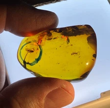 A101 BU2233 Spider wasp planthopper in big Burmese Amber Burmite 99mya