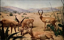 Pronghorn Antelope Chicago Illinois vintage postcard z267