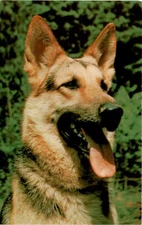 Tichnor Bros., Inc., Boston 15, Mass. Postcard