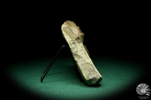 Ceratites evolutus Deutschland Ceratit Sammlung Trias Ammonit Fossil Ceratitidae - Bild 6 von 8