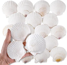30 PCS 2.5-3 Inch Natural White Scallop Shells Sea Shells for DIY Craft Home Déc
