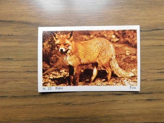 Dandy Gum 1969 Wild Animals H23 Fox/Raev