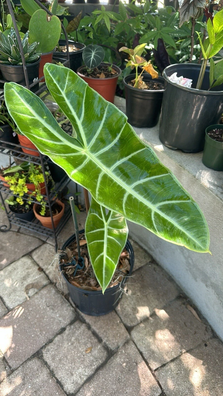 Alocasia Plant Longiloba