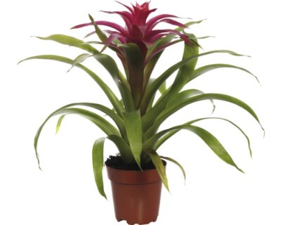 zimmerpflanzen elefantenfu Elefantenfu (Beaucarnea recurvata) kaufen