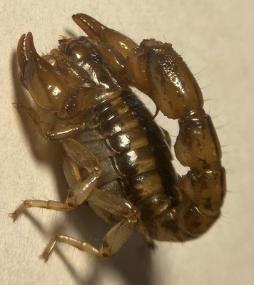 #ad #ad *Rare*One 1 Superstition Mountain Scorpion Superstitionia donensis 0.5 1 Inch $33.99