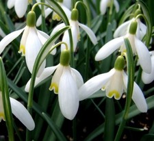 Galanthus nivalis ‘Blonde Inge’ ×1 Flowering Size Bulb. Yellow Snowdrop