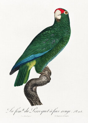 Cuban Amazon, Amazona Leucocephala #3 - 1800's - Francois Levaillant Bird Poster