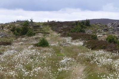 Photo 6x4 Approaching Lamb Cairn Great Tosson Cotton grass in profusion b c2017