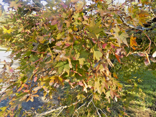 15 SEMI D'ACERO GIAPPONESE GLORIA AUTUNNALE - Acer palmatum 'Gloria d'autunno' - Foto 7 di 8