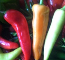 Sweet Banana Pepper Seeds  NON-GMO 100+ SEEDS  --BUY 4 ITEMS FREE SHIPPING