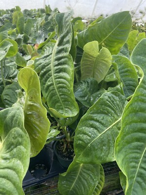 Anthurium Veitchii 4 Pot | eBay