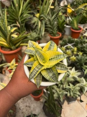 Sansevieria Hybrid Spider Variegated Rare Uniqe Snake Plant | eBay