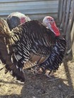 6 Eastern Turkey Eggs. Available now.