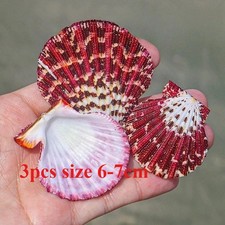 3pcs Natural Conch Scallop Shell Decoration Wedding Fish Tank Aquarium
