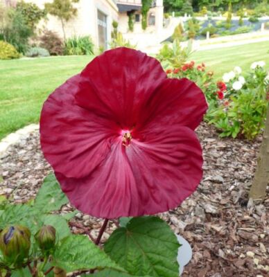 Blumen Samen Riesen Hibiskus hat phantastische grosse Blüten