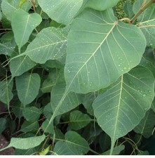 20 Fresh Bodhi Leaves   Sacred Fig, Peepal, A...