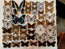 Mała kolekcja motyli -------------proszę obejrzeć ----------