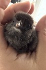 20 Ameraucana MIXED Hatching Eggs-Blue Eggs-Read Description! — photo 1