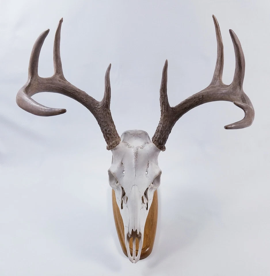 European Skull Mount Table Top Display  White Oak Base - Image 3 of 4