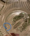 Vintage  Hazel -Atlas Clear Glass Manual Juicer — photo 3
