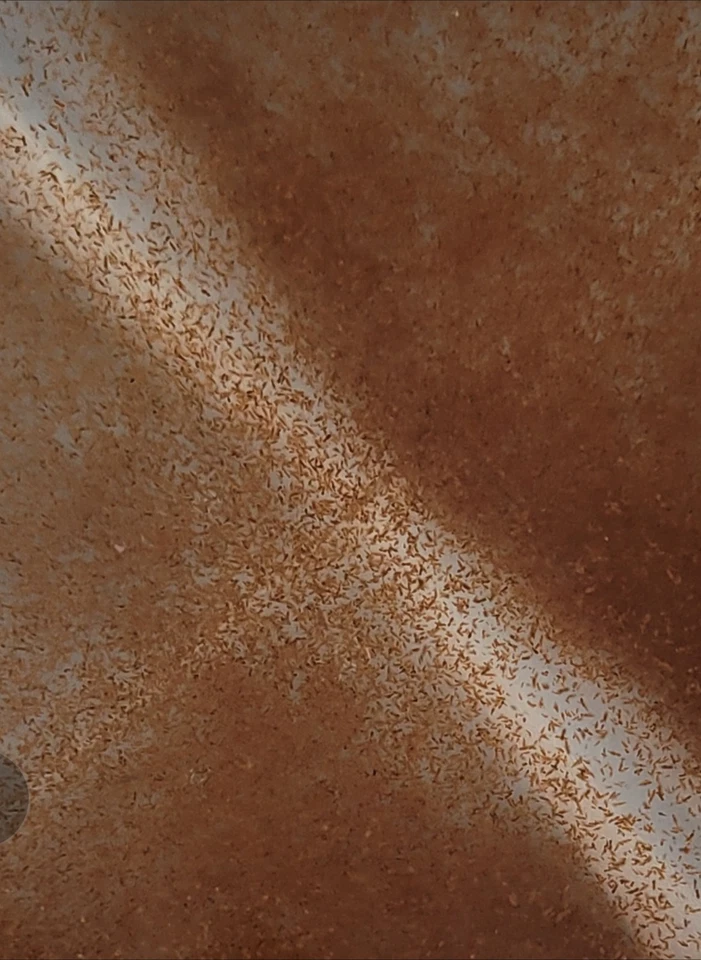 1 Gallon Copepods - Image 2 of 3