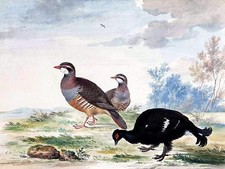 BLACK GROUSE by J. Bronckhorst Birds Tile Mural Kitchen Backsplash Ceramic 10x8