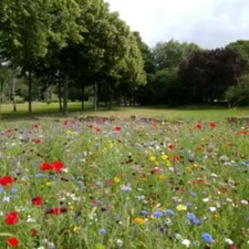 SPRING MEADOW (type) Fragrance Oil to craft Candles Soaps Lotions Bath products