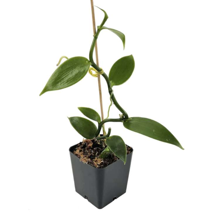 Vanilla Planifolia Vanilla Orchid  Live Tropical Climbing Plant for Indoor  Deco | eBay