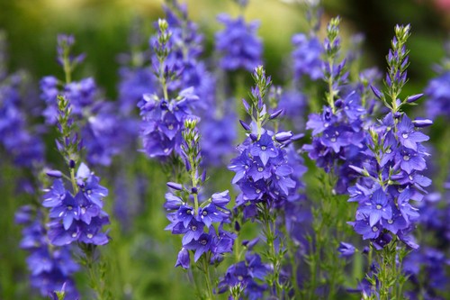 GROßER EHRENPREIS 100+ Samen Veronica teucrium Wildblume Bienenweide winterhart - Picture 2 of 2