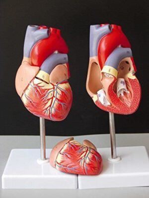 1:1 Human Heart Anatomy Model Circulation System of Internal Teach Medical Model